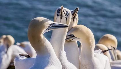 爱游戏-塞内加尔男足在巴黎奥运会上表现出色，赢得多场比赛，塞内加尔足球明星