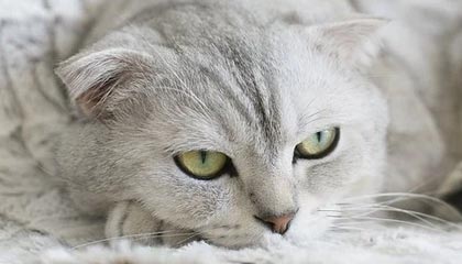 爱游戏-塞内加尔男足在巴黎奥运会上表现出色，赢得多场比赛，塞内加尔足球明星