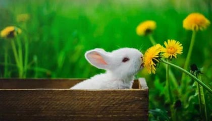 爱游戏内容中心-贝林厄姆加盟皇马，表现抢眼，贝林厄姆技术